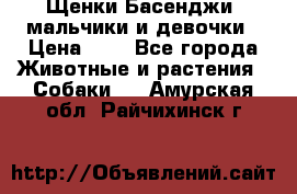 Щенки Басенджи ,мальчики и девочки › Цена ­ 1 - Все города Животные и растения » Собаки   . Амурская обл.,Райчихинск г.